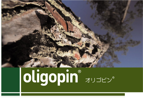 French maritime pine bark EXTRACT OLIGOPIN